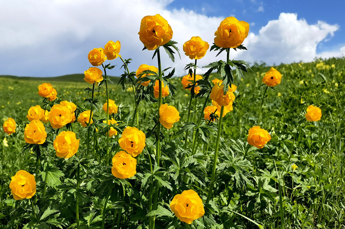 镜头 | 巴尔鲁克山花艳